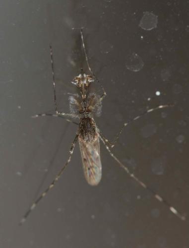 Réf. 315 925 : Culiseta annulata